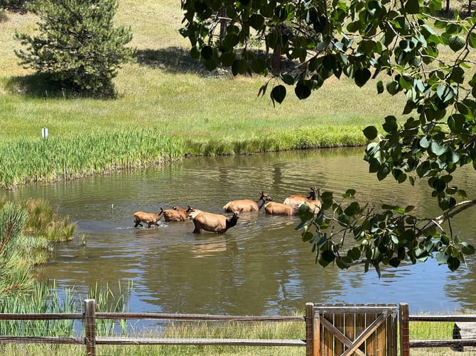 Where to see wildlife around Evergreen
