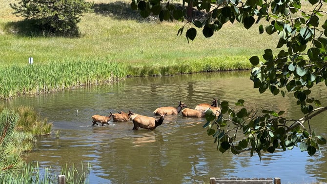 Where to see wildlife around Evergreen