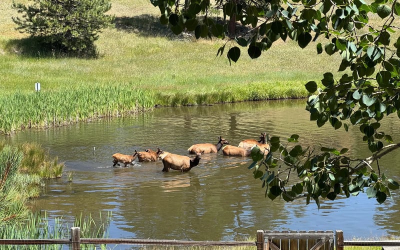 Elk in the pond next door — Evergreen Mountain House