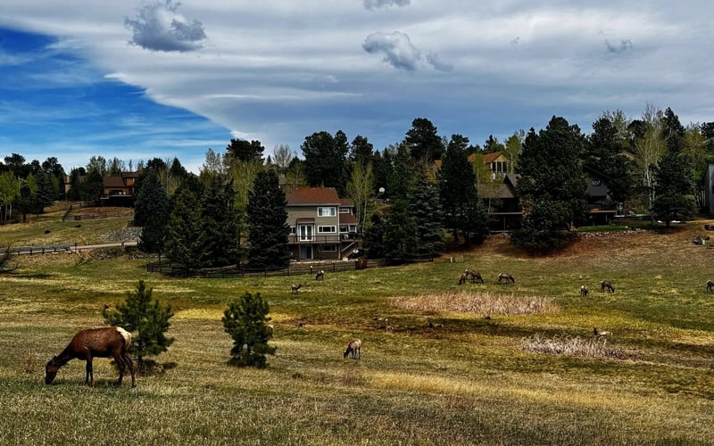 Elk grazing at dusk — Evergreen Mountain House